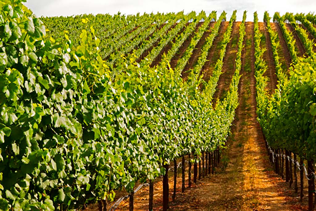 Vineyard in Catalonia