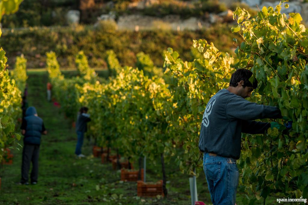 Grape harvest 