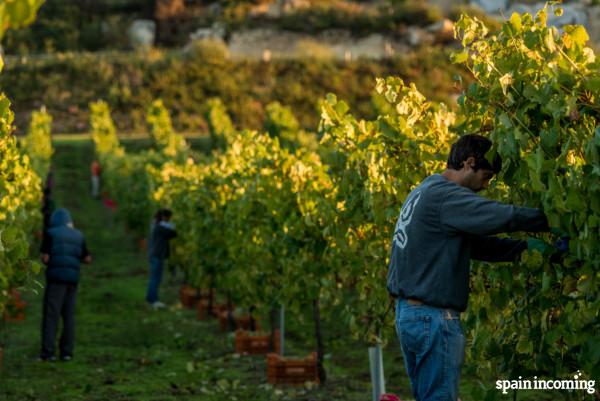 Harvest time in Rías Baixas, Portuguese Way