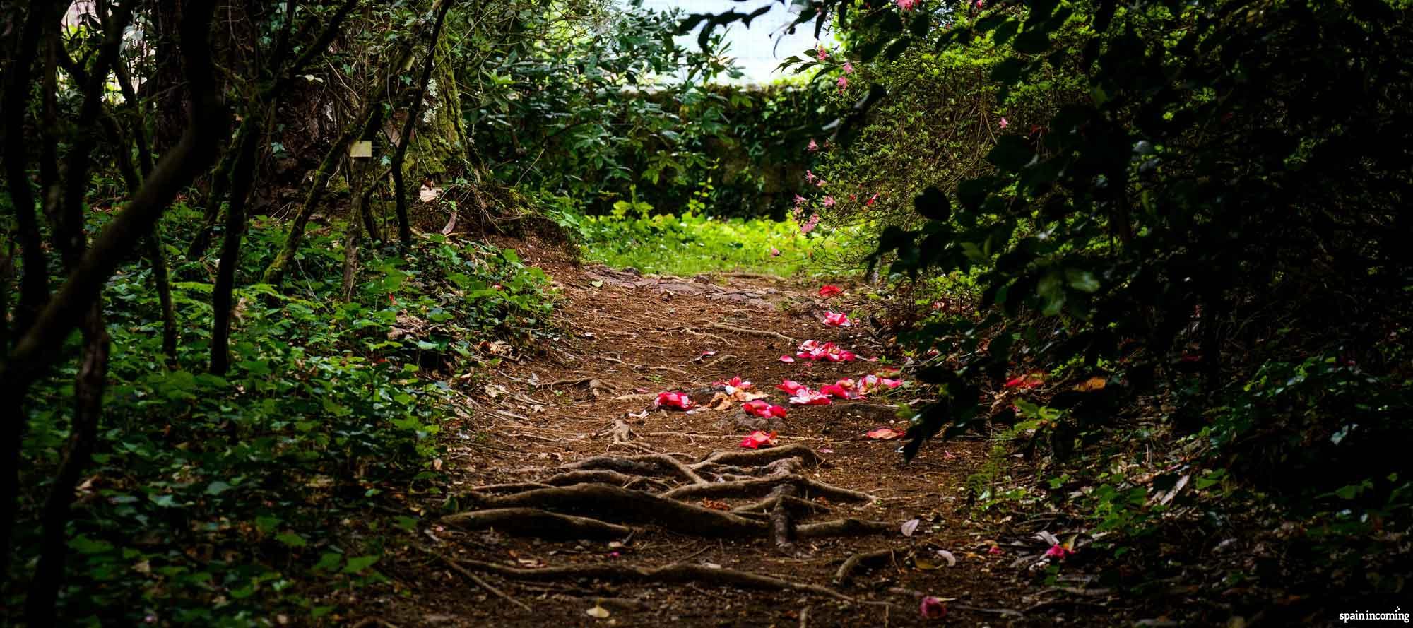 The Camellia route in Galicia - Garden