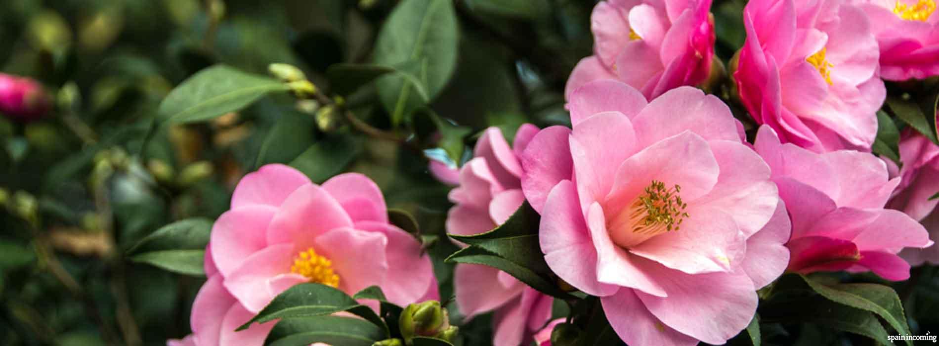 The Camellia route in Galicia - Camellias