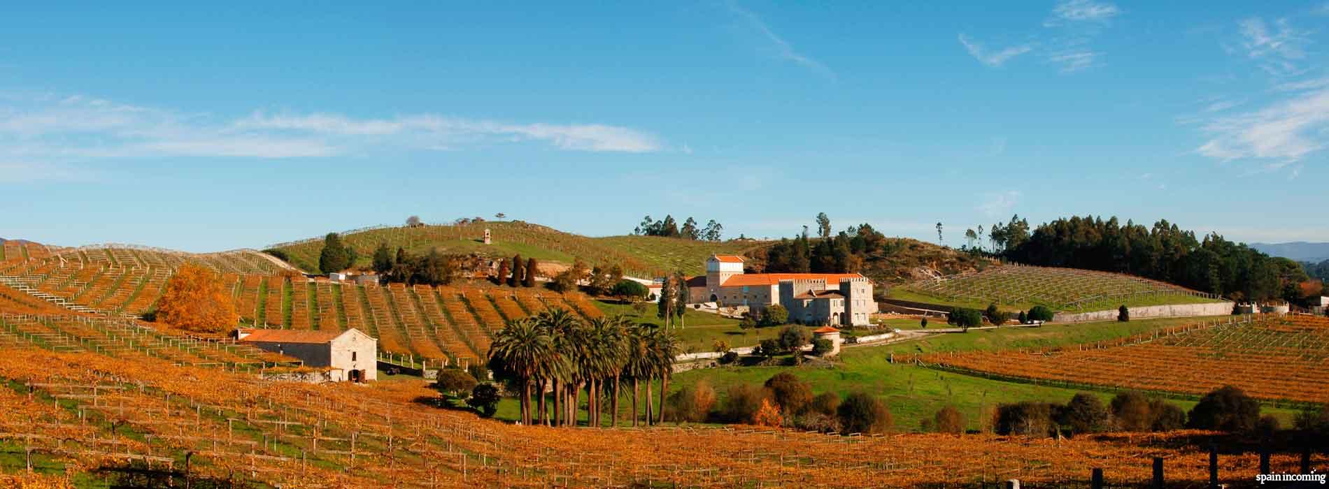 The Camellia route in Galicia - Rías Baixas vineyards