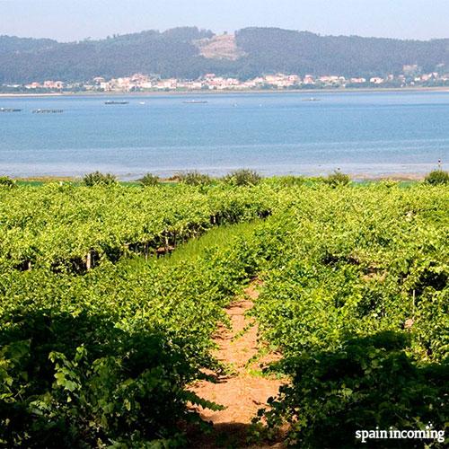 Hiking routes in Galicia - Vineyards and sea