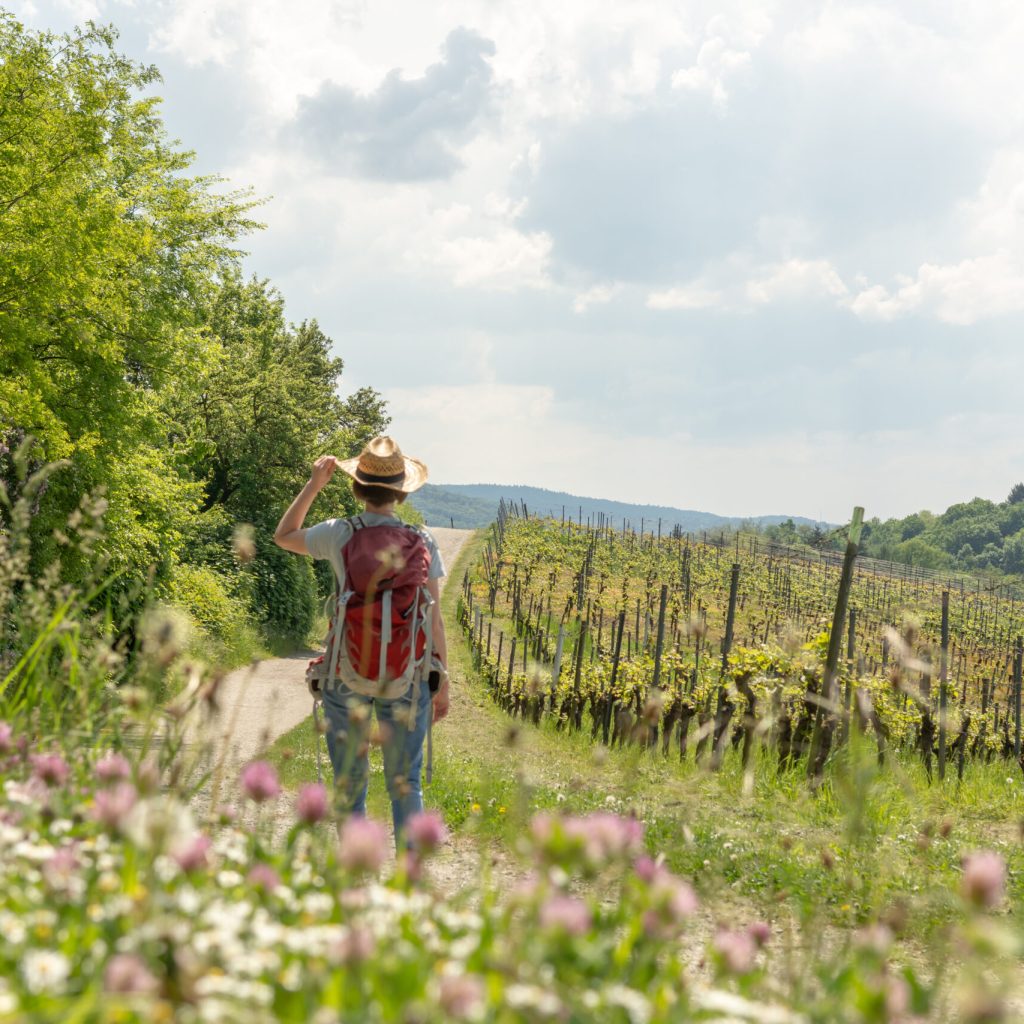 Woman with brown hair, gray t-shirt, jeans and red backpack, touching her straw hat while hiking in the nature, beautiful flowers and a wine field next to her, rear view, Auerbach, Bensheim, Germany