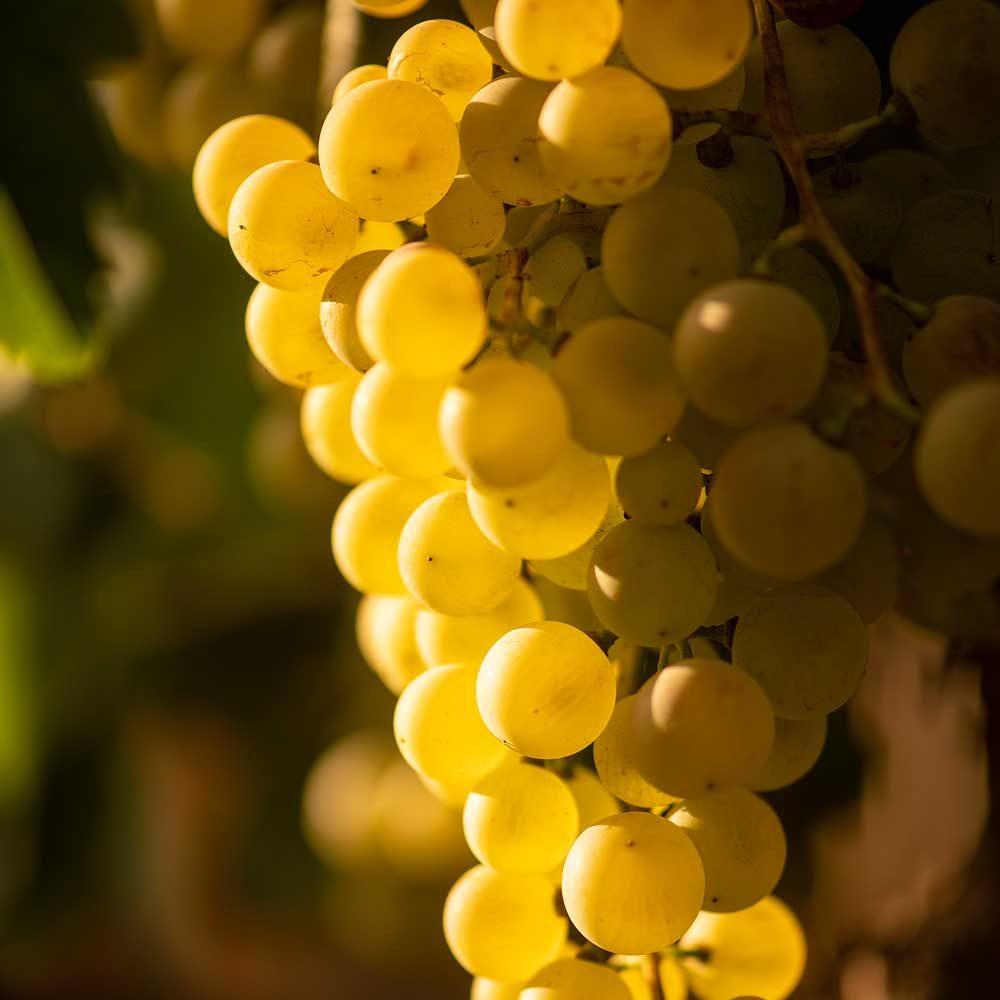 uvas-9517